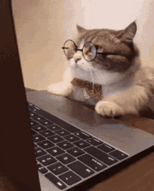 Cat with glasses using a laptop
